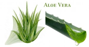 Aloe-vera
